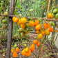 Lucfichoise DER TOMATENFLÜSTERER