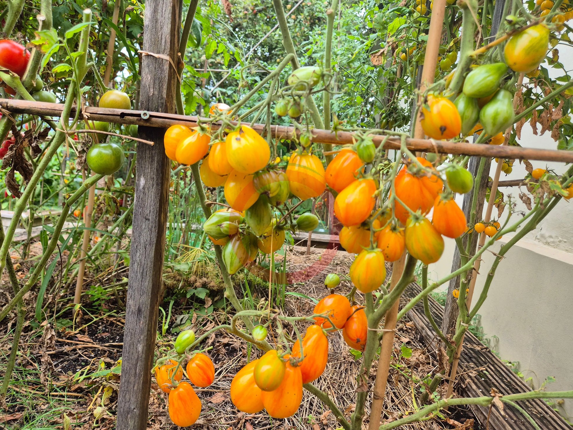 Lucfichoise DER TOMATENFLÜSTERER