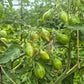 Lucfichoise DER TOMATENFLÜSTERER