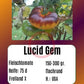 Lucid Gem DER TOMATENFLÜSTERER