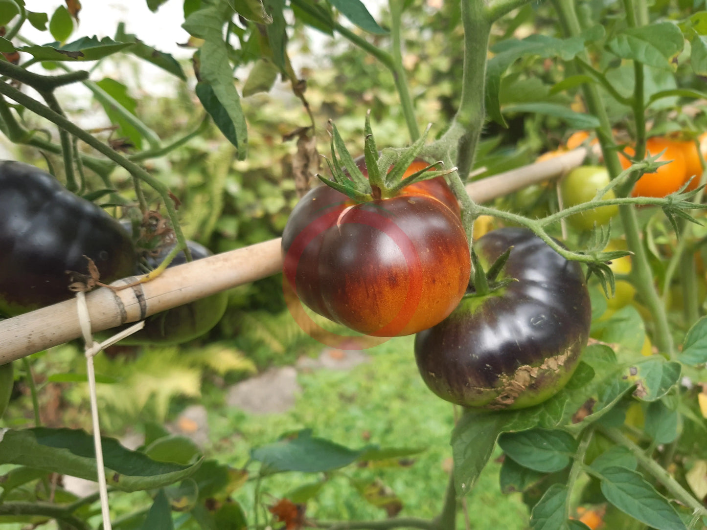 Lucid Gem DER TOMATENFLÜSTERER