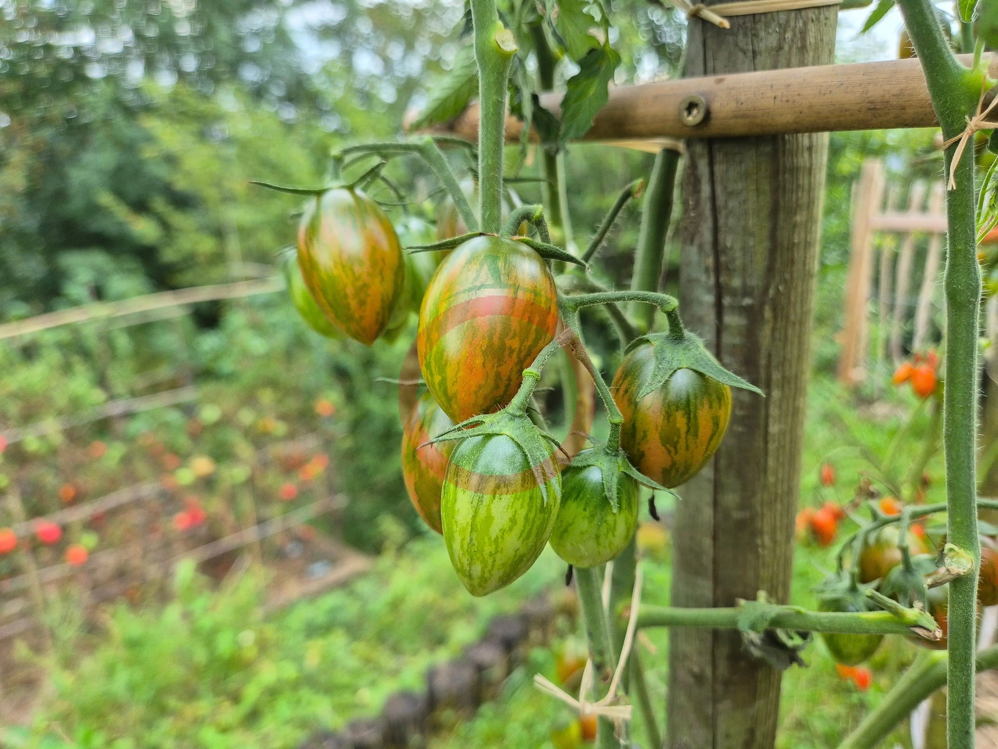 Lucky Tiger DER TOMATENFLÜSTERER