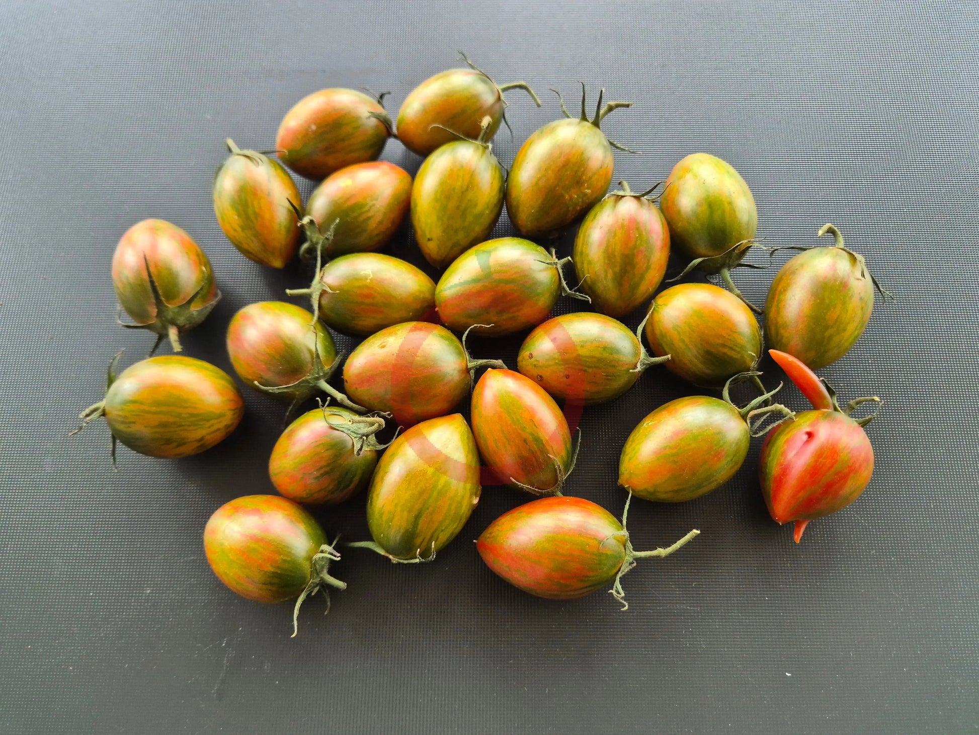 Lucky Tiger DER TOMATENFLÜSTERER