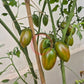 Lucky Tiger DER TOMATENFLÜSTERER