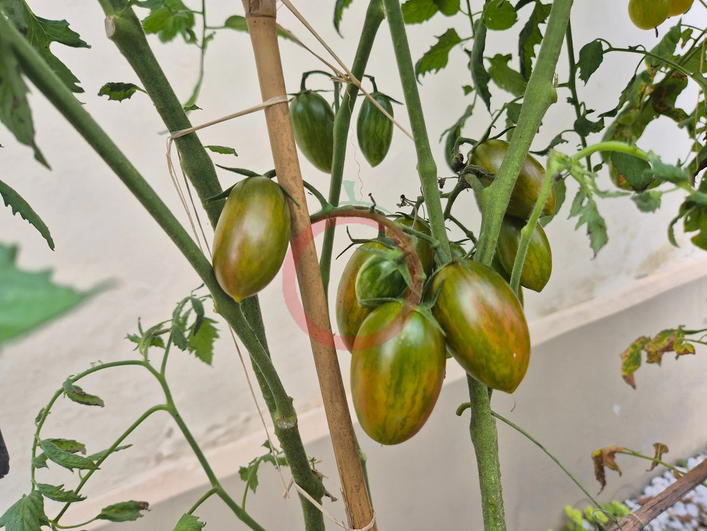 Lucky Tiger DER TOMATENFLÜSTERER