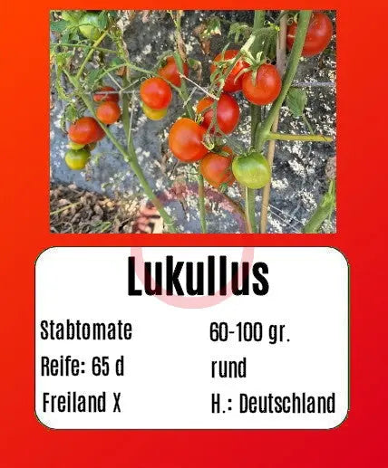 Lukullus DER TOMATENFLÜSTERER