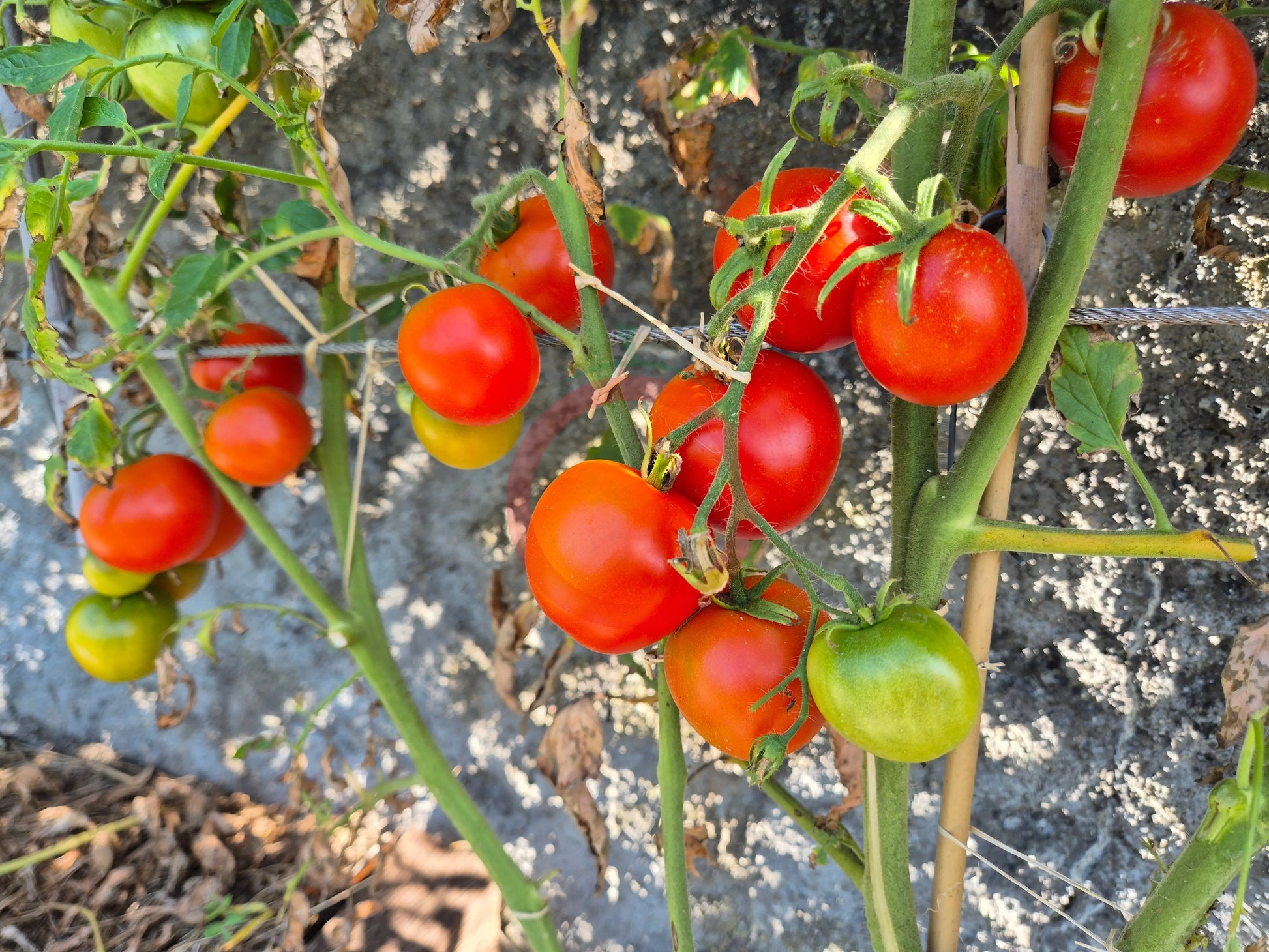Lukullus DER TOMATENFLÜSTERER