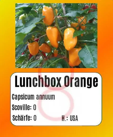 Lunchbox Orange DER TOMATENFLÜSTERER