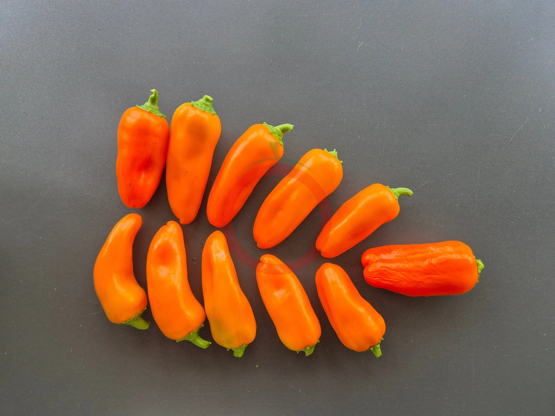 Lunchbox Orange DER TOMATENFLÜSTERER