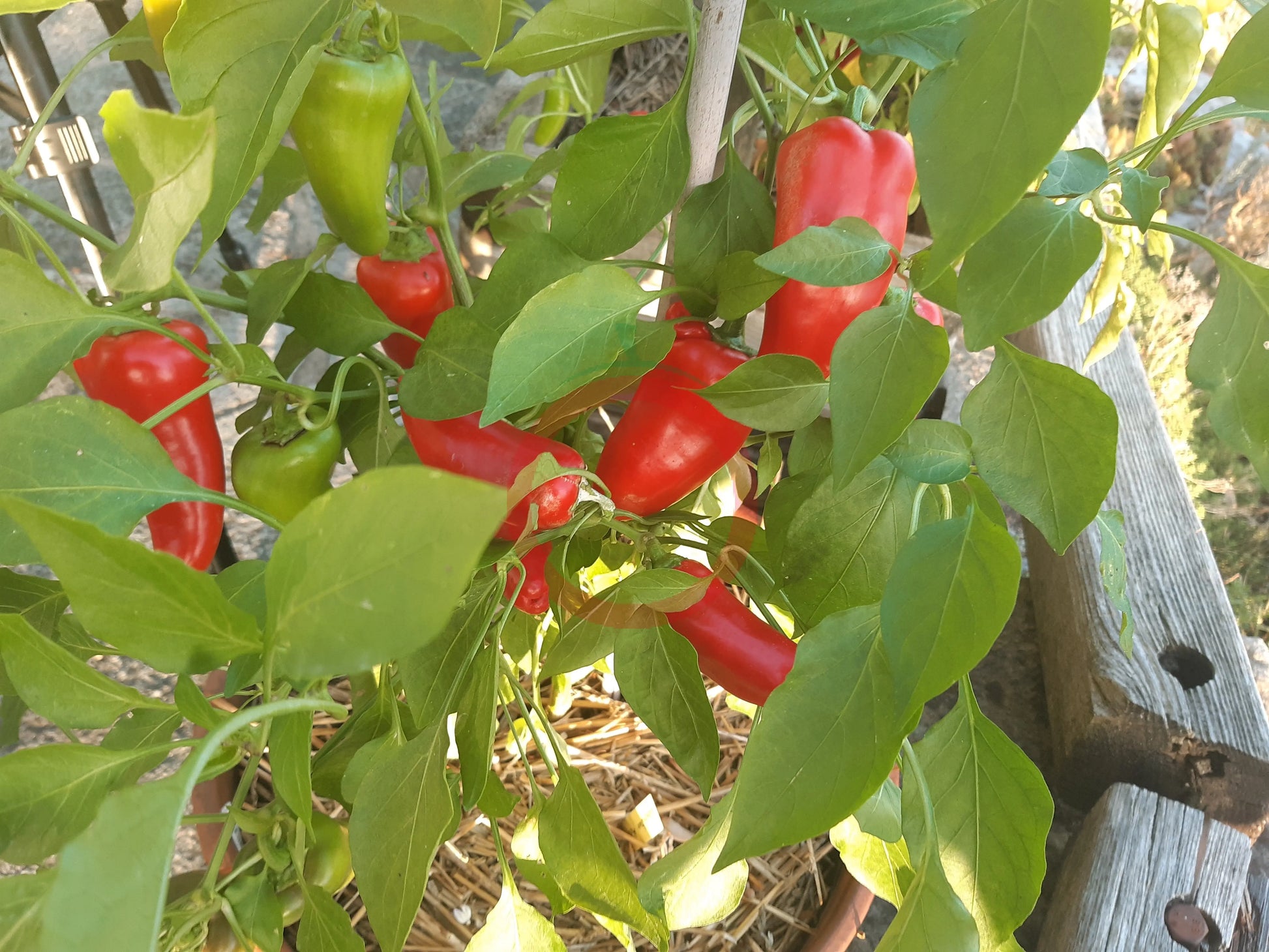 Lunchbox Red DER TOMATENFLÜSTERER