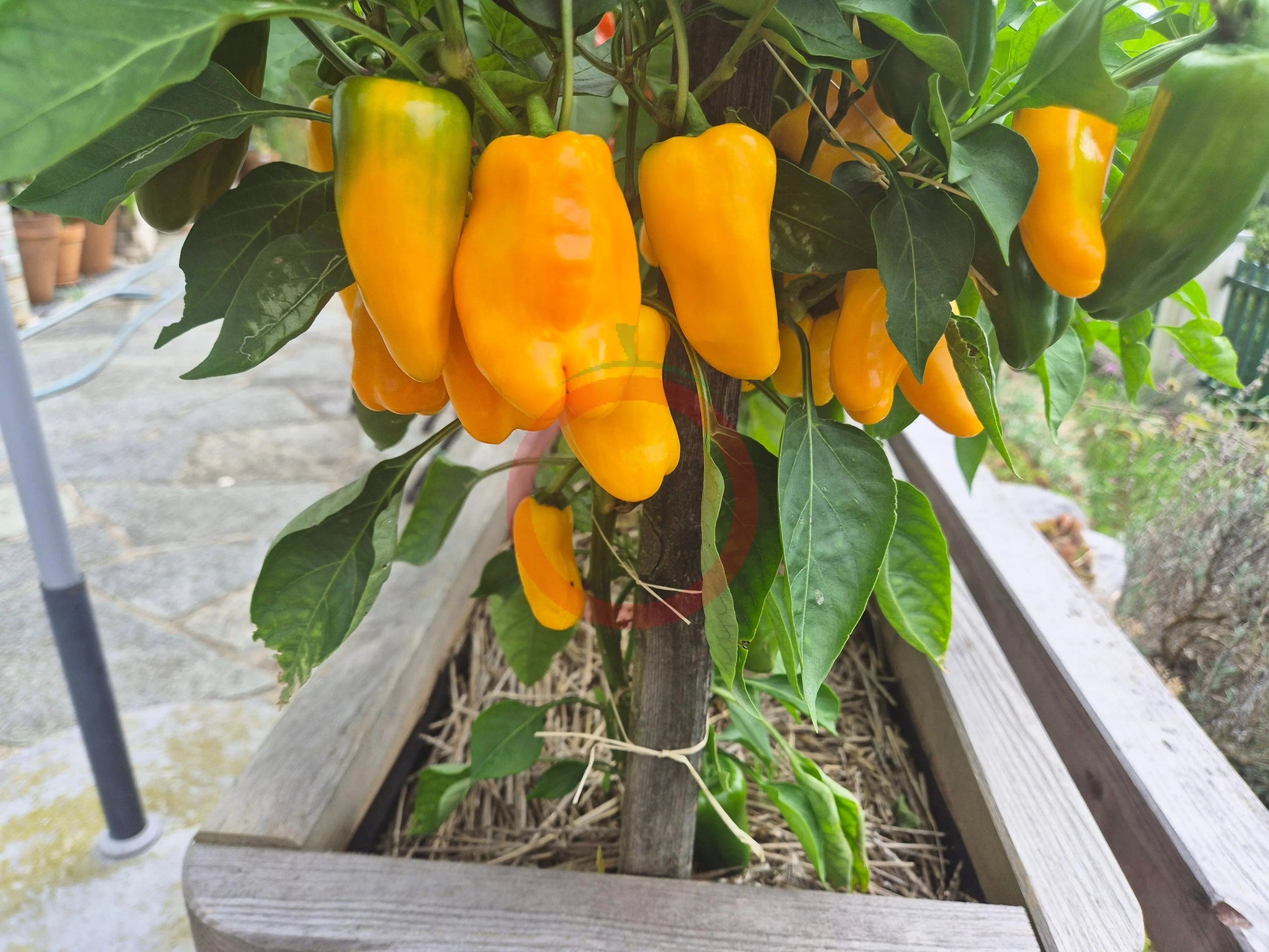 Lunchbox Yellow DER TOMATENFLÜSTERER