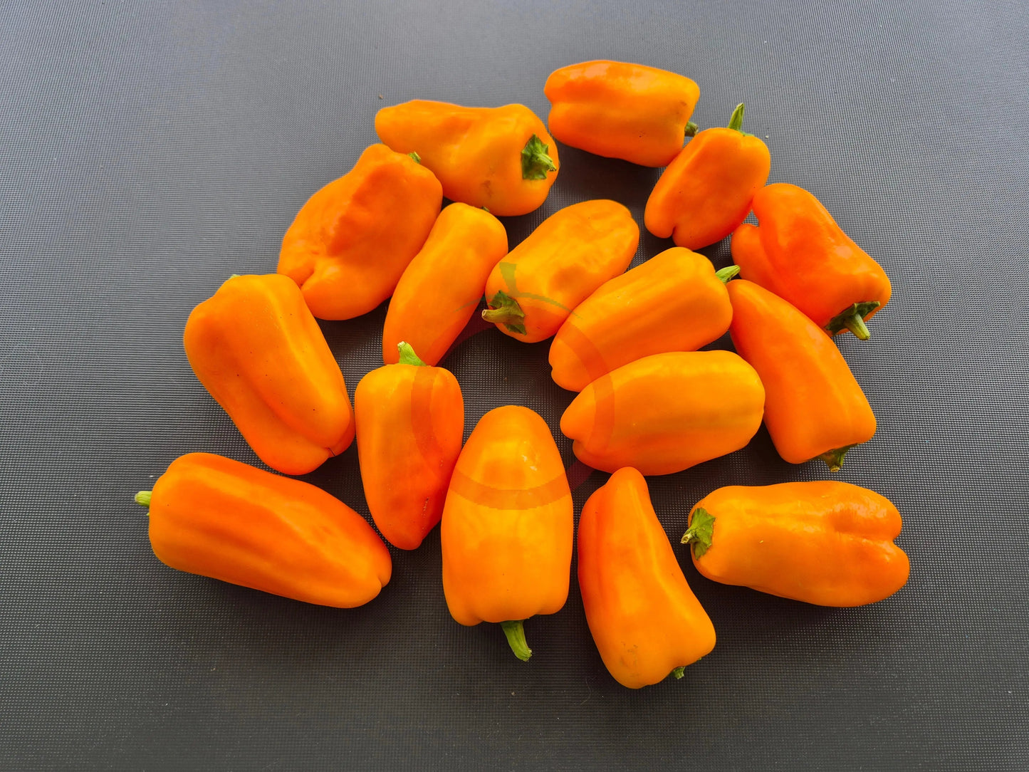 Lunchbox Yellow DER TOMATENFLÜSTERER