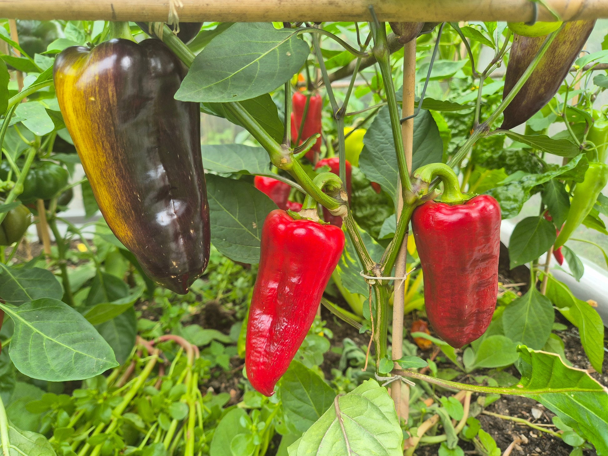 Macho DER TOMATENFLÜSTERER