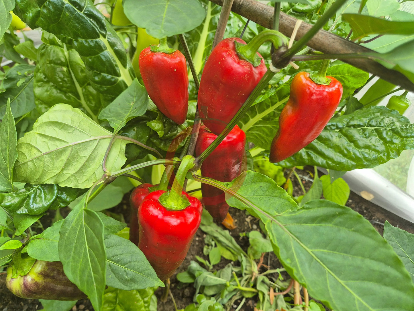 Macho DER TOMATENFLÜSTERER