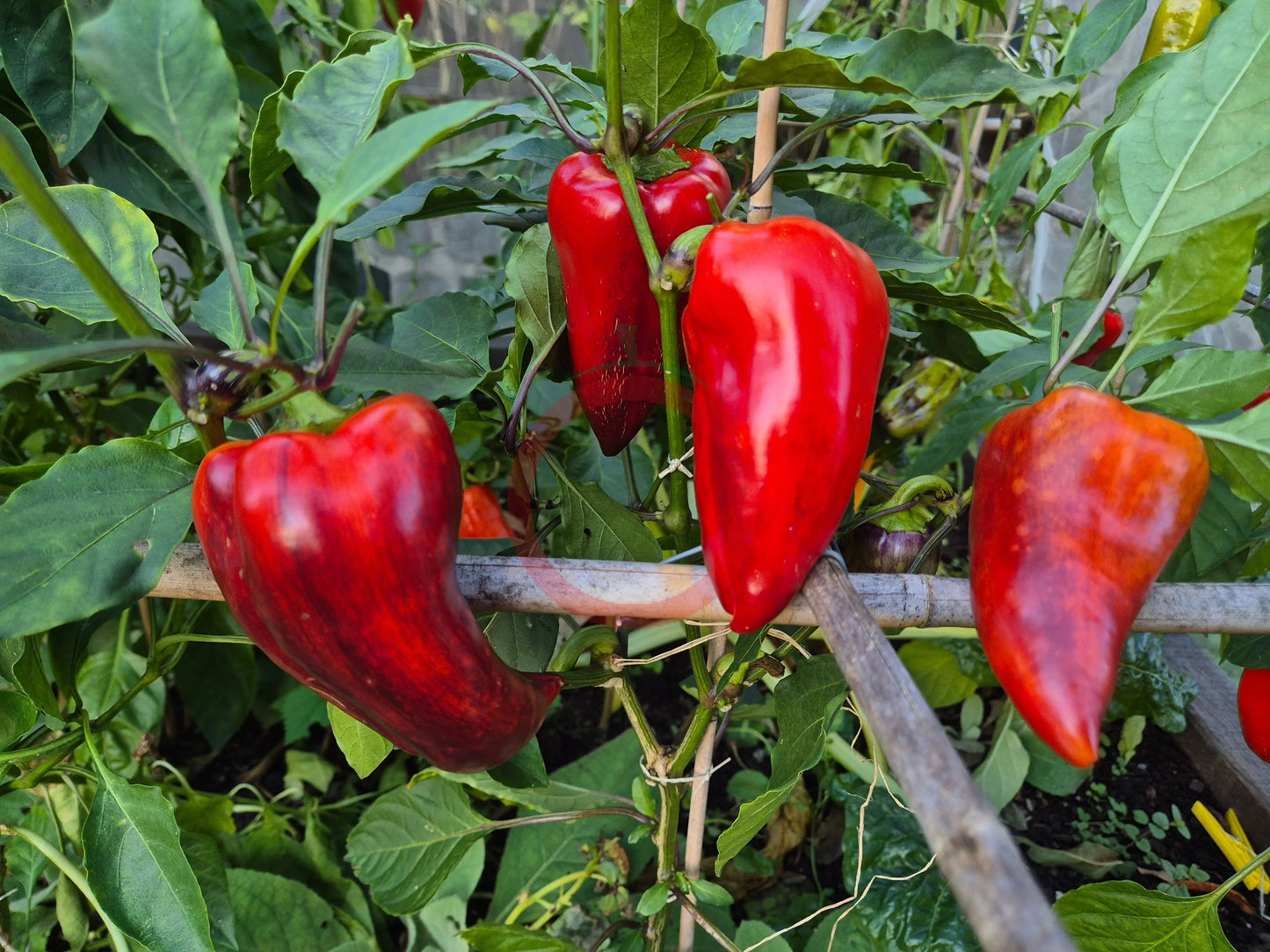 Macho DER TOMATENFLÜSTERER
