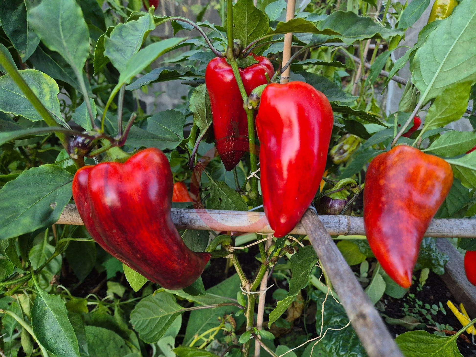 Macho DER TOMATENFLÜSTERER