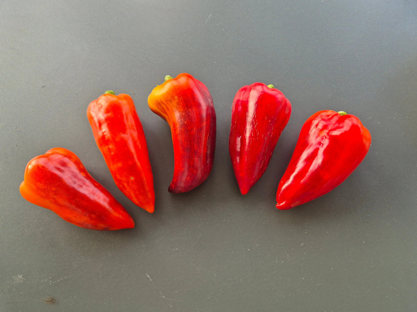 Macho DER TOMATENFLÜSTERER