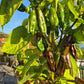 Machu Picchu DER TOMATENFLÜSTERER