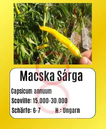 Macska Sárga DER TOMATENFLÜSTERER