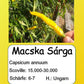 Macska Sárga DER TOMATENFLÜSTERER