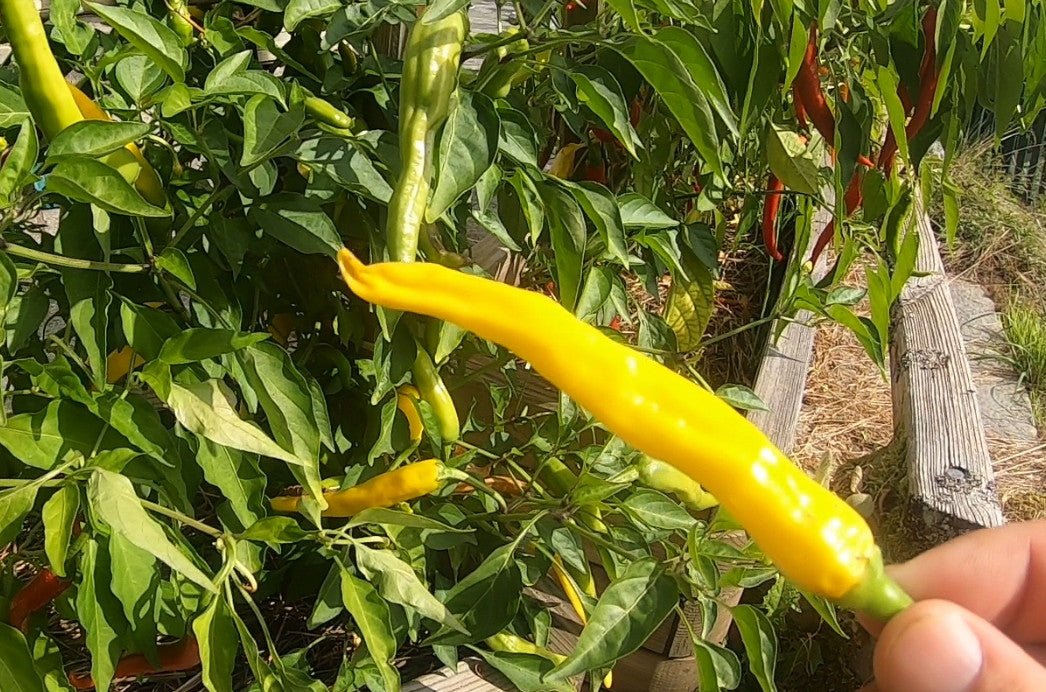 Macska Sárga DER TOMATENFLÜSTERER