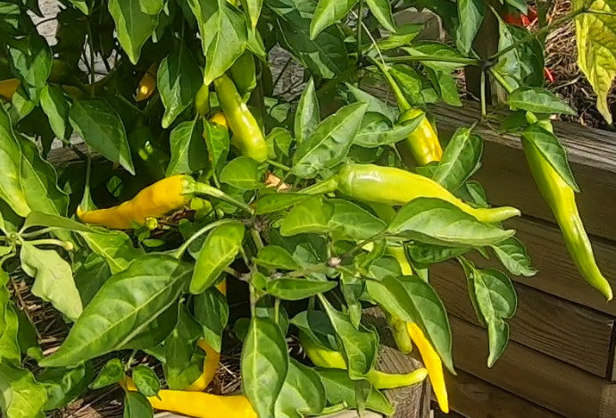 Macska Sárga DER TOMATENFLÜSTERER