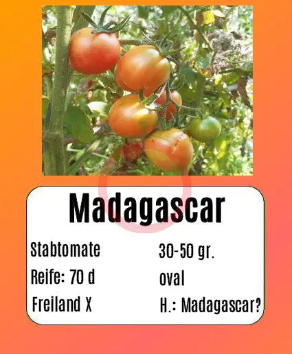 Madagascar DER TOMATENFLÜSTERER