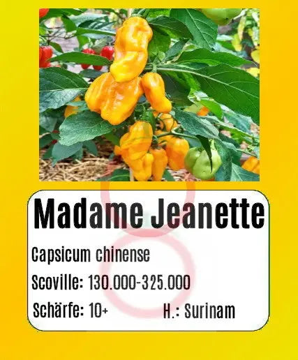 Madame Jeanette DER TOMATENFLÜSTERER