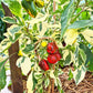 Madame Paraplü DER TOMATENFLÜSTERER