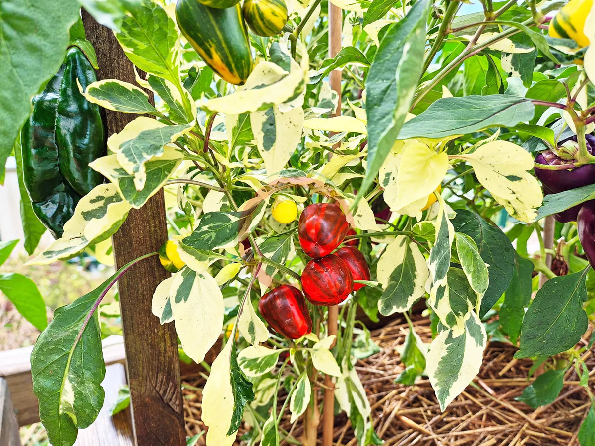 Madame Paraplü DER TOMATENFLÜSTERER