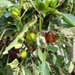 Madame Paraplü DER TOMATENFLÜSTERER