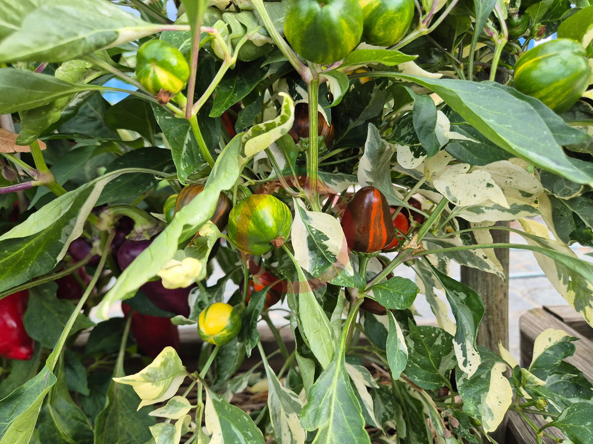 Madame Paraplü DER TOMATENFLÜSTERER