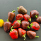 Madame Paraplü DER TOMATENFLÜSTERER