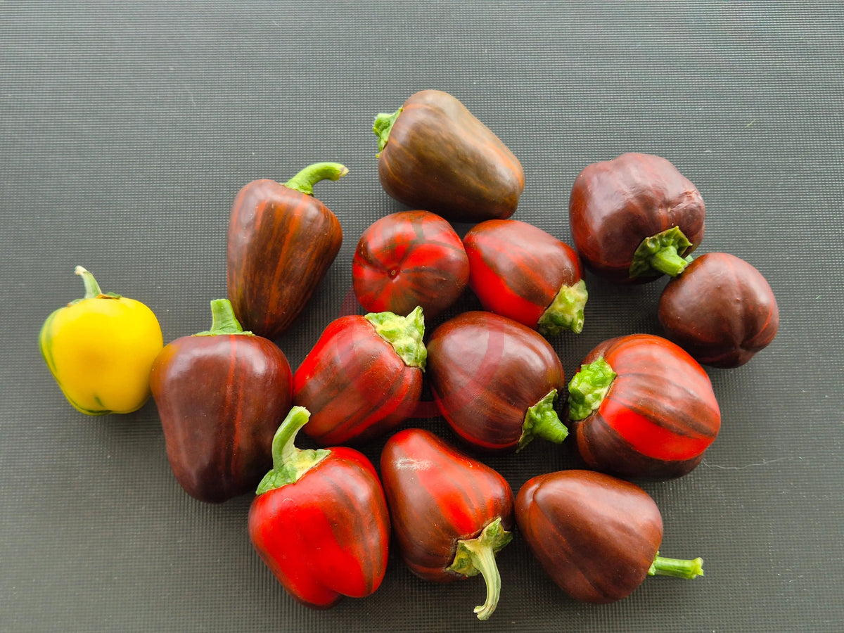 Madame Paraplü DER TOMATENFLÜSTERER