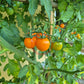 Maddelines Wine Candy DER TOMATENFLÜSTERER