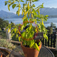 Madre Vieja DER TOMATENFLÜSTERER