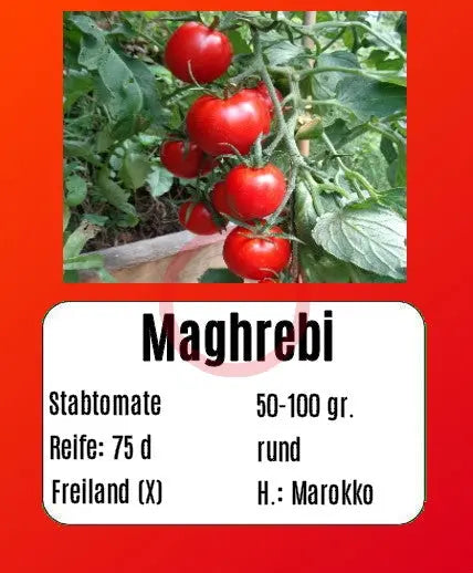 Maghrebi DER TOMATENFLÜSTERER