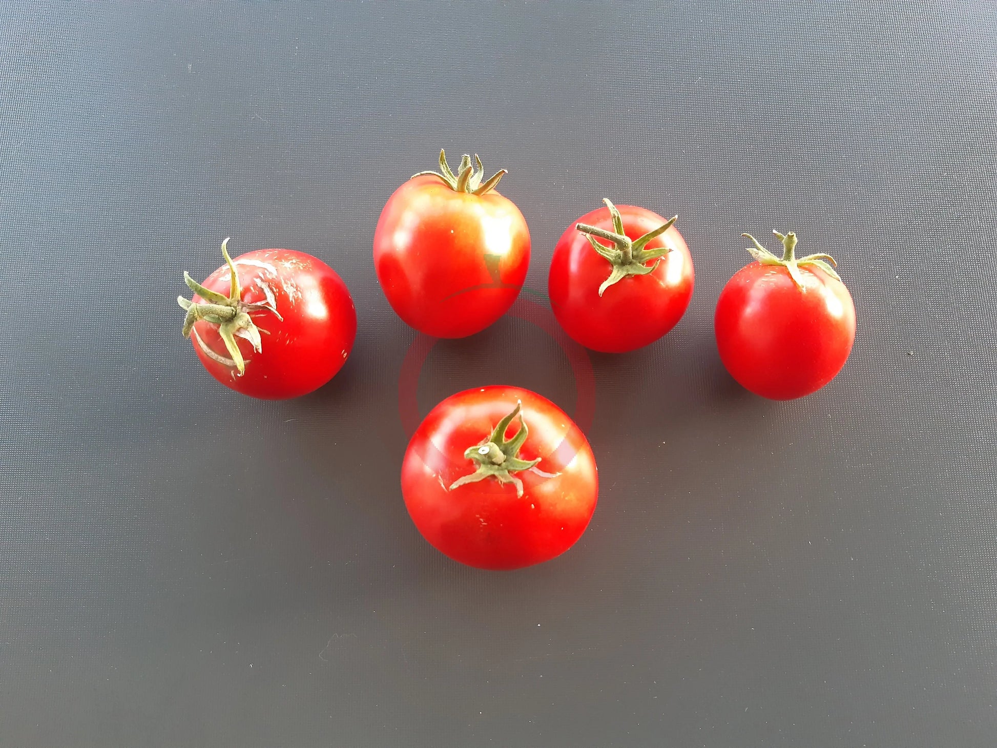 Maghrebi DER TOMATENFLÜSTERER