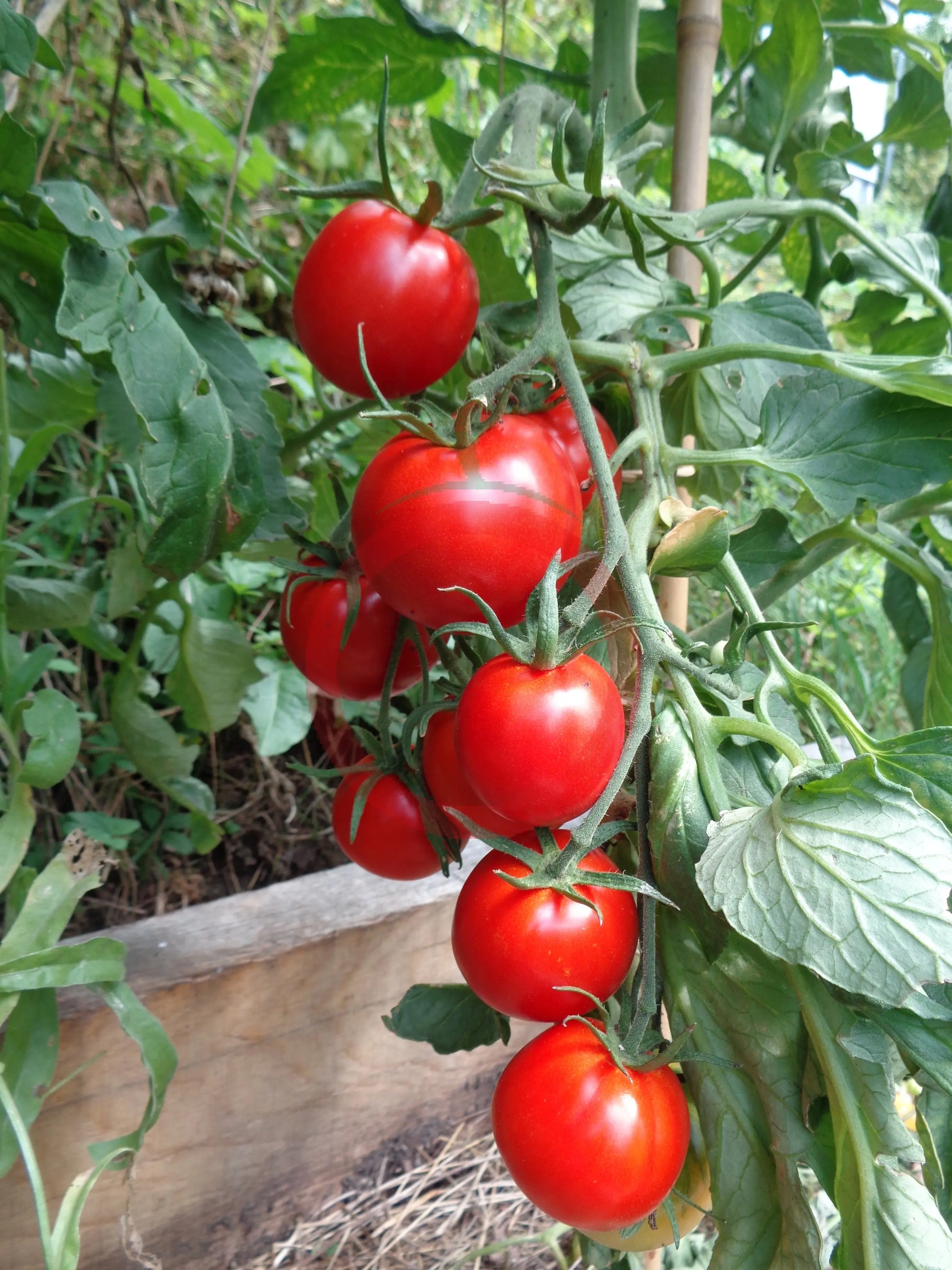 Maghrebi DER TOMATENFLÜSTERER
