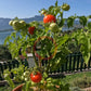 Maja DER TOMATENFLÜSTERER