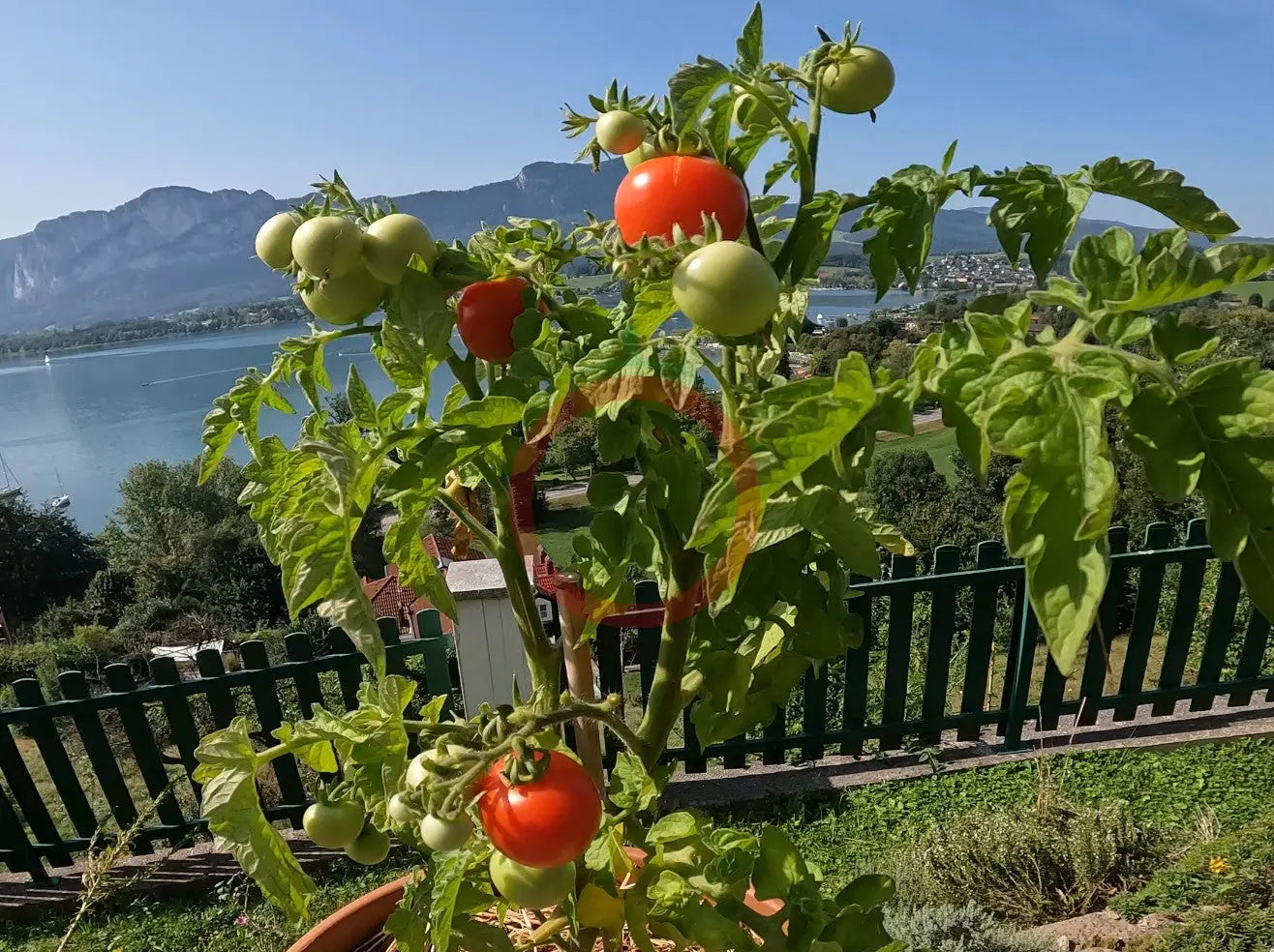 Maja DER TOMATENFLÜSTERER