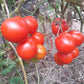 Maja DER TOMATENFLÜSTERER