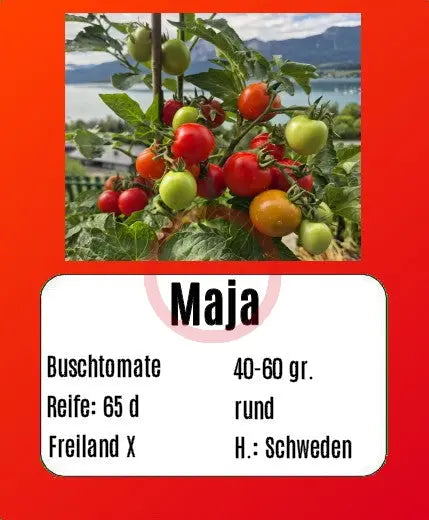 Maja DER TOMATENFLÜSTERER