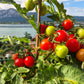 Maja DER TOMATENFLÜSTERER