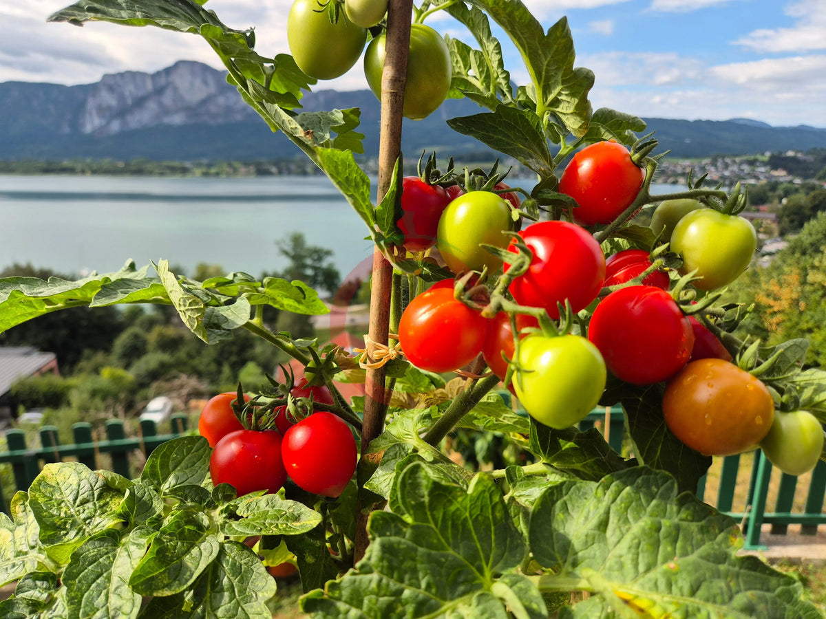 Maja DER TOMATENFLÜSTERER