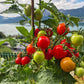 Maja DER TOMATENFLÜSTERER