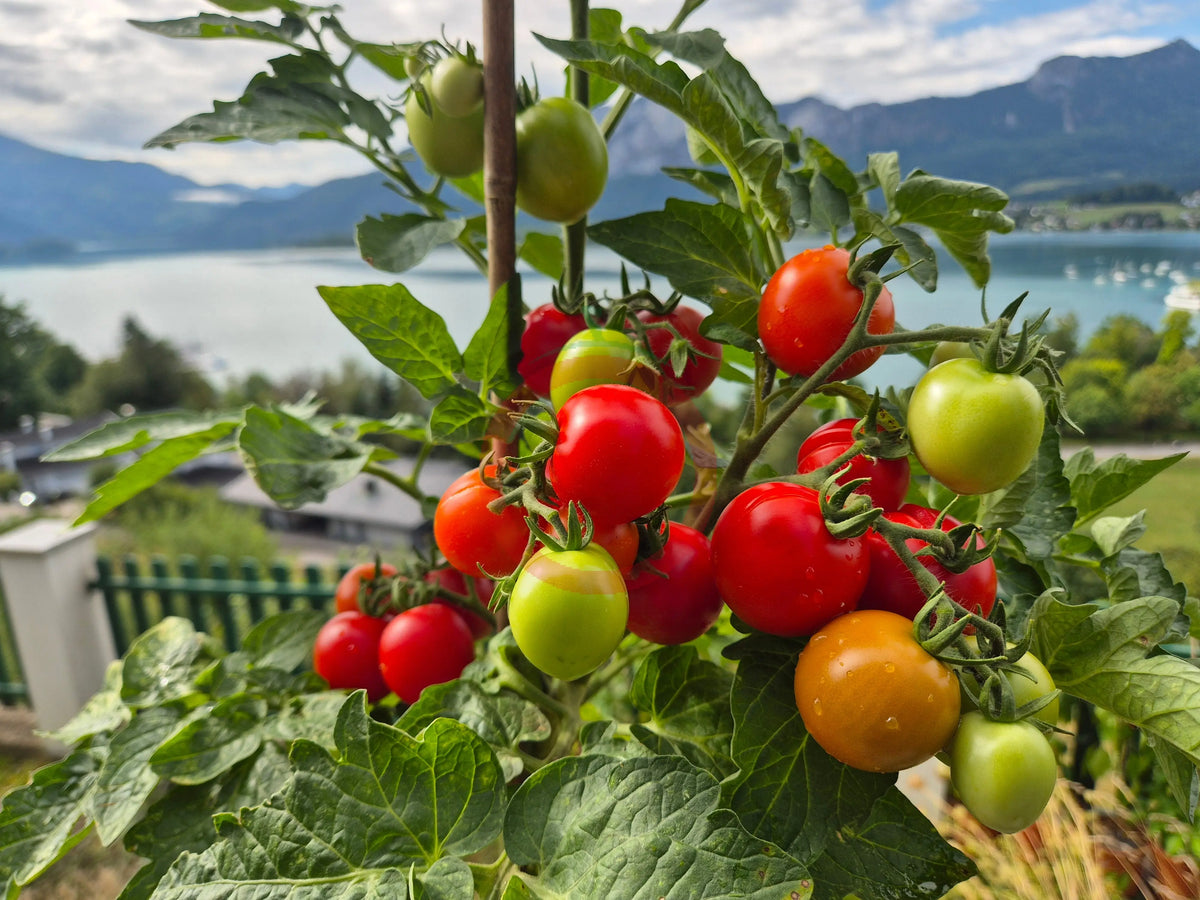 Maja DER TOMATENFLÜSTERER