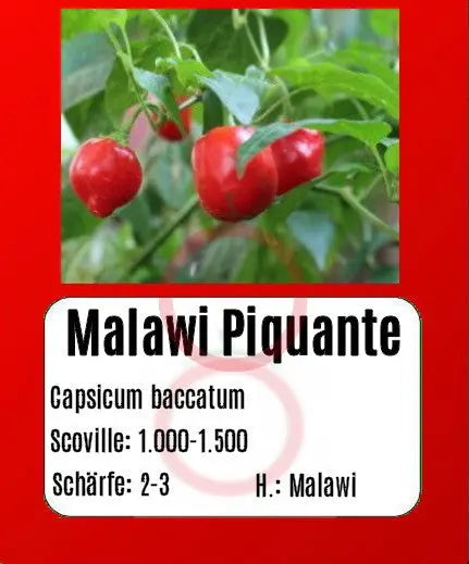 Malawi Piquante Pepper DER TOMATENFLÜSTERER