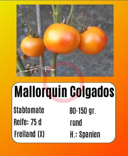 Mallorquin Colgados DER TOMATENFLÜSTERER