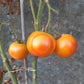 Mallorquin Colgados DER TOMATENFLÜSTERER